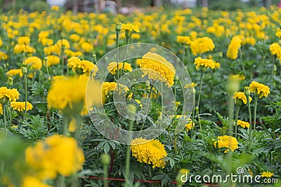 Many marigolds in the garden of the villagers Stock Photo