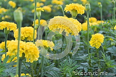 Many marigolds in the garden of the villagers Stock Photo
