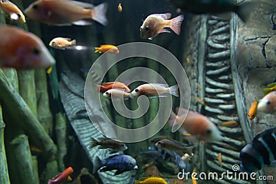 many colorful marine tropical fish swim sea Stock Photo