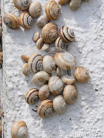 Many Mediterranean sand snails Theba pisana hanging on a white wall in the midday heat in Porthcurno southern England Stock Photo