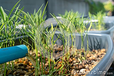 Many morning glory are germinating in the aquaponics system Stock Photo