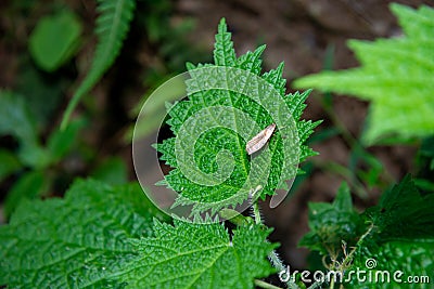 Moths on the leaves of poisonous plants, don`t worry about its toxicity! Stock Photo