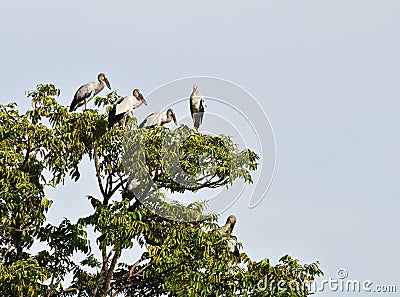 Many open-billed stork bird on top of tree under blue sky Stock Photo