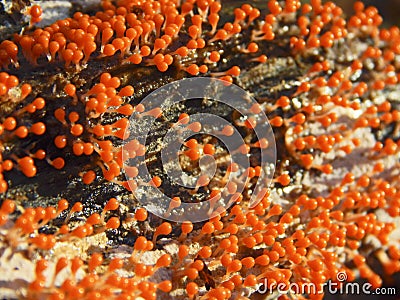 Many orange fruit bodies of a slime mould Trichia decipiens on a a touchwood are lightened with the evening sun Stock Photo
