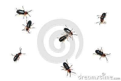 Many oulema melanopus isolated on white background Stock Photo