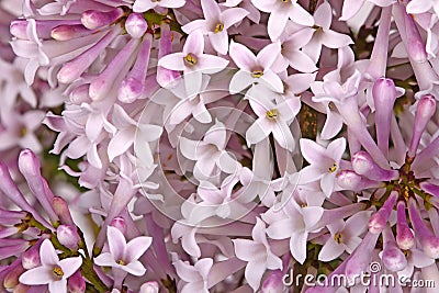 Flowers of a dwarf lilac cultivar fill the frame Stock Photo