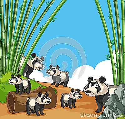 Many pandas in bamboo forest Vector Illustration