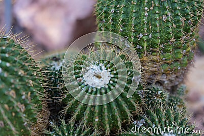 Many pardoria schumanniana cactus with stones Stock Photo