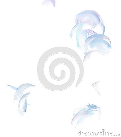 Many Pastel Feather fly fall in Air over white background isolated. Puffy Fluffy soft feathers as purity smooth like dream Stock Photo