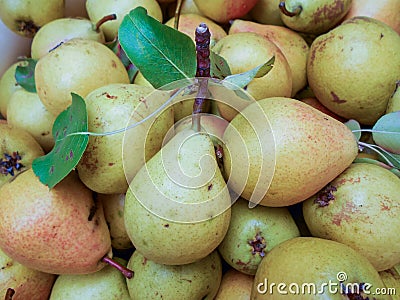 Pear texture: lots of pears collected in a bowl Stock Photo