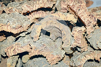 Many pieces of weathered oak cork in shades of Stock Photo