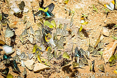 Many pieridae butterflies gathering water on floor, Butterflies Stock Photo