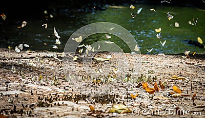 Many pieridae butterflies gathering water on floor Stock Photo