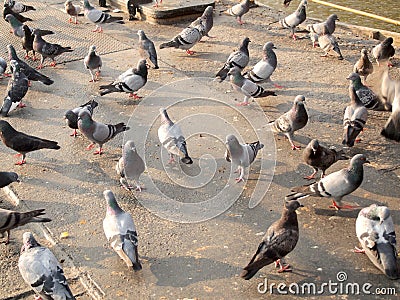 Many pigeon Stock Photo