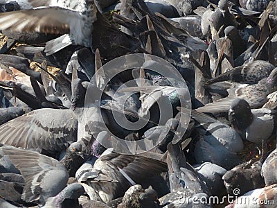 Many pigeon close up Stock Photo