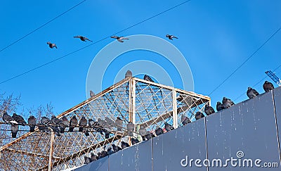 Many pigeons sitting on the rooftop and power lines like a bird army Stock Photo