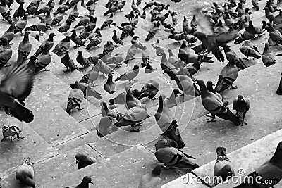 Many pigeons on the stairs leading to Lake Pushkar Stock Photo