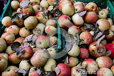 Many piles of apple in the boxes located in the market, the fresh apples Stock Photo
