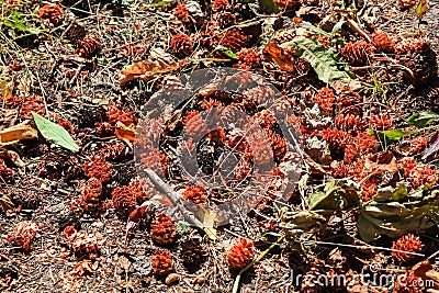 Many pine cones on the ground in autumn time Stock Photo