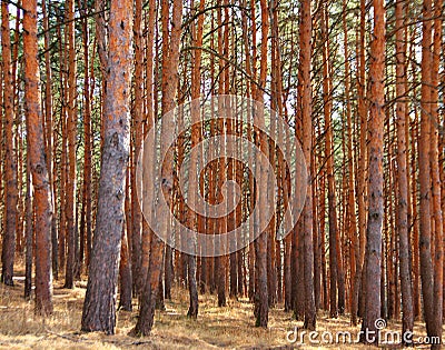 Many pine trees, trunks in the forest Stock Photo