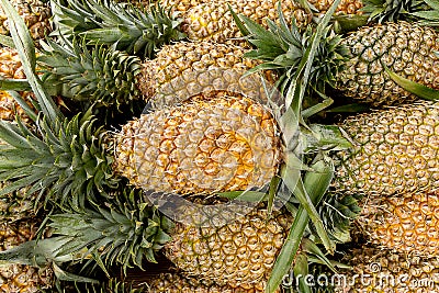 Many pineapples stacked Stock Photo