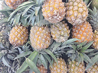 Many pineapples textured for background Stock Photo