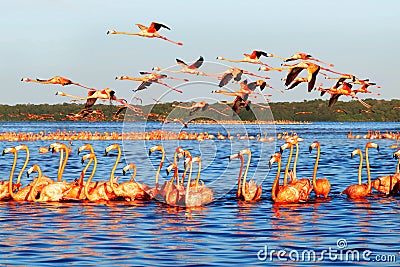 Many pink beautiful flamingos in a beautiful blue lagoon. Water reflections. Mexico. Celestun national park. Stock Photo