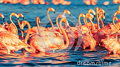 Many pink coral beautiful wild flamingos in blue lagoon. Wild nature. Selective focus. Stock Photo