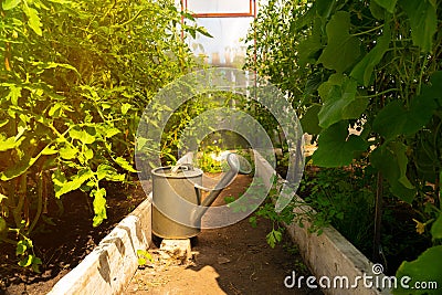Many plants in the greenhouse and watering can Stock Photo