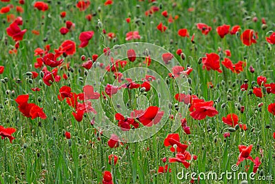 Many red poppies in a field a cloudy sommer day Stock Photo