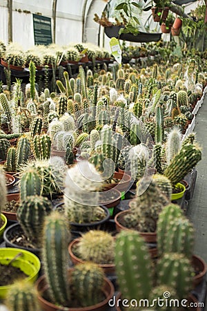 Many prickly and green cacti of different types in plastic pots are sold in the store. Background Stock Photo