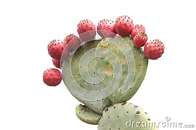 Many prickly pear cactus fruit isolated on white Stock Photo