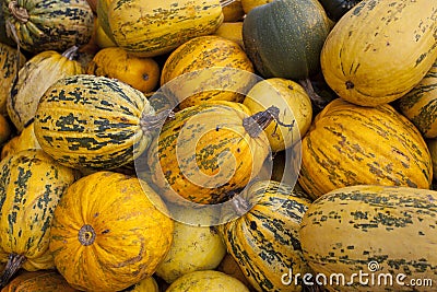 Many pumkins Stock Photo