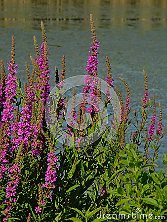 Many Puprle loosetrife flowers on the side of a pool - Lythrum salicaria Stock Photo