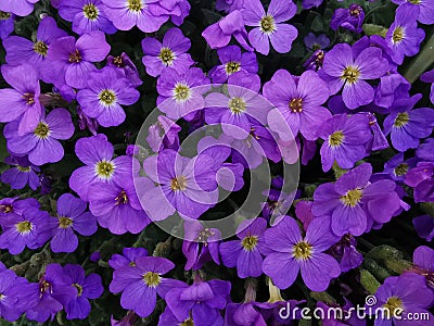 Many purple flower closeup Stock Photo