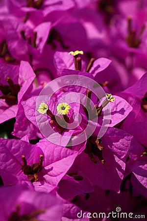 Many purple flowers blurred background Stock Photo