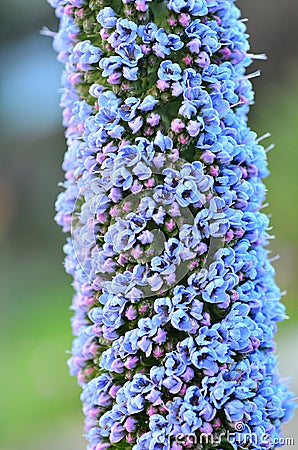 Many purple small flowers Stock Photo