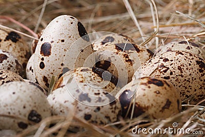 Many quail eggs in hay closeup. macro. Stock Photo