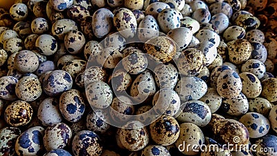 Many quail eggs stack together Stock Photo