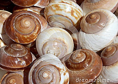 many rare shells for sale in the gift shop Stock Photo