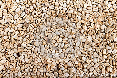 Many raw dry natural coffee seeds Stock Photo