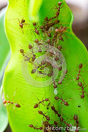Red ants are helping to build their nests. Stock Photo
