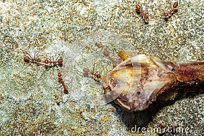 Red ants find food Stock Photo