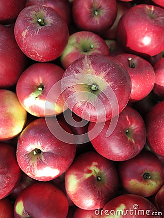 Many red Apples Stock Photo