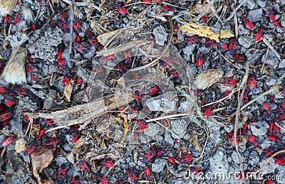 Many red beetles on the ground Stock Photo