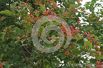 Many on red berries of viburnum on branches Stock Photo