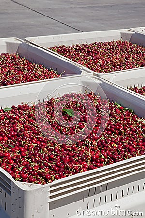 Many red ripe cherries in a bin ready to be packaged for sale Stock Photo