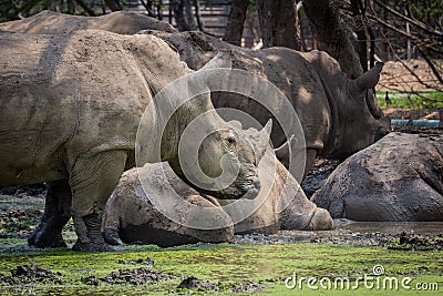 Many rhinoceros in the zoo Stock Photo