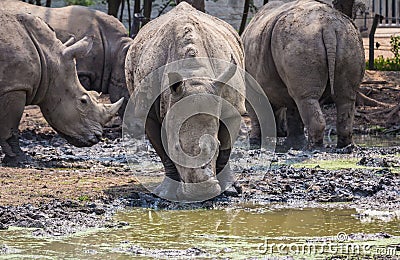 Many rhinoceros in the zoo Stock Photo