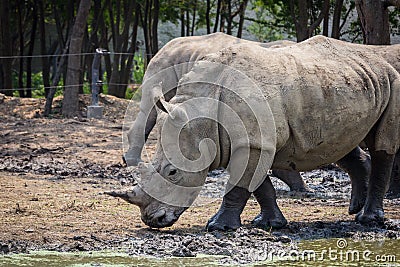 Many rhinoceros in the zoo Stock Photo